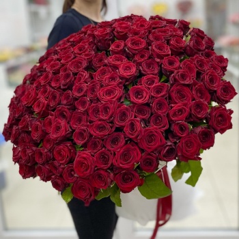 151 красная роза Premium 70 см.