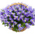 Букет из ирисов "Небо на ладони"