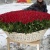 1001 красная роза в корзине MAX