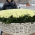 1001 белая роза в корзине MAX